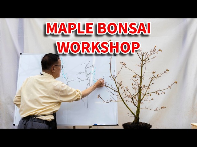 Creating a Japanese maple bonsai in our one on one workshop.