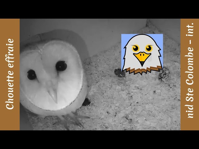 Barn Owl (nest Ste-Colombe | int.)