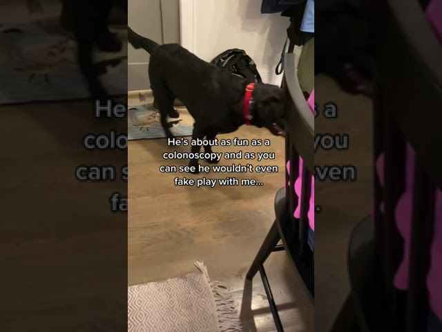 King Clarence the talking Labrador HATES family “party’s”?! 😳
