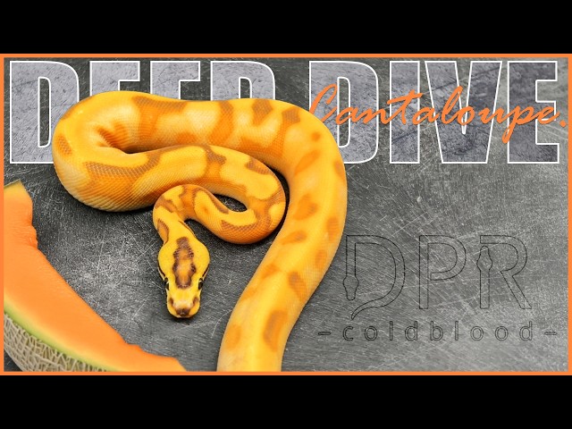 CANTALOUPE Ball Python Gene - DEEP DIVE