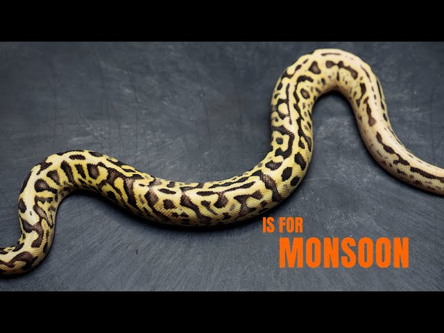 Monsoon Ball Python: Biggest investment yet