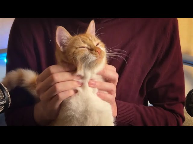 1 Hour | ASMR : Cats Purring for Relaxation and Deep Sleep