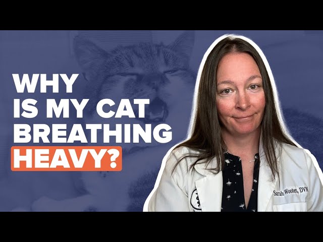 Why Is My Cat Breathing Heavy? Signs, Causes, and When to See a Vet