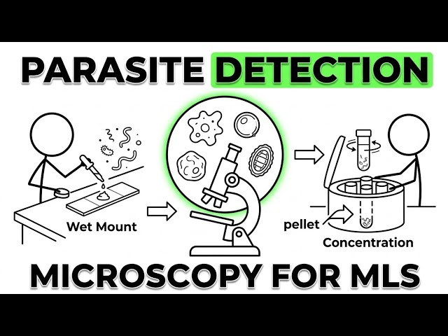 Parasitology Microscopy for MLS | Wet Mount, Concentration & Parasite Identification