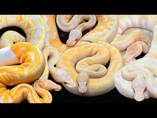 OUR RAREST LAVENDER ALBINO BALL PYTHONS! IS LAVENDER ALBINO THE BEST AGING GENE IN BALL PYTHONS?
