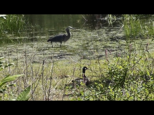 Blue Heron Hunting in Front of a Canadian Goose
