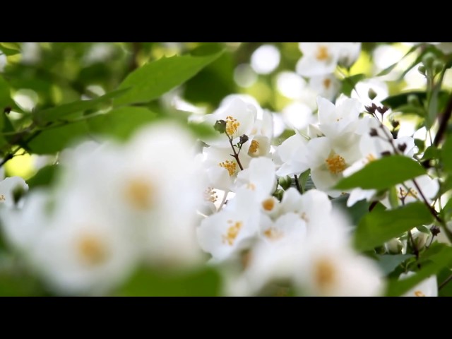 [10 Hours] Spring Flowers #1 - Video & Soundscape [1080HD] SlowTV