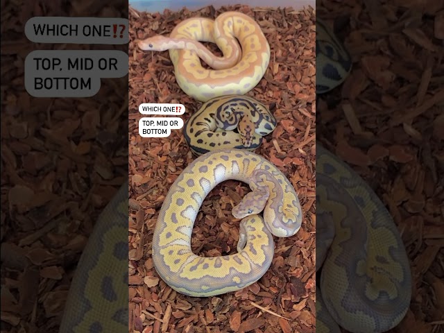 Which One⁉️ #ballpython #reptiles #snake #pets #animals #wildlife #shorts #viral #fyp