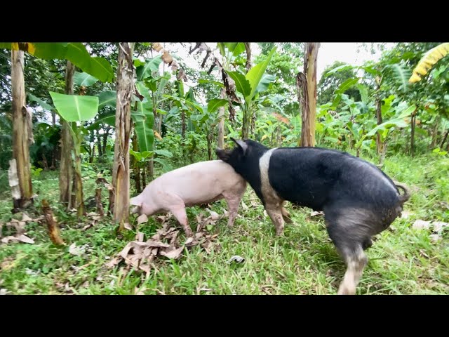 Father pig works You must see #wildboar #breeding #viral 