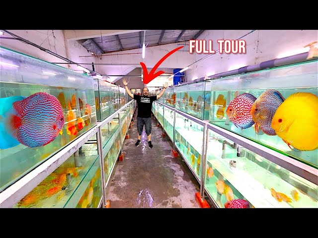 “Touring Malaysia’s #1 Discus Breeder – World Champion Quality!”