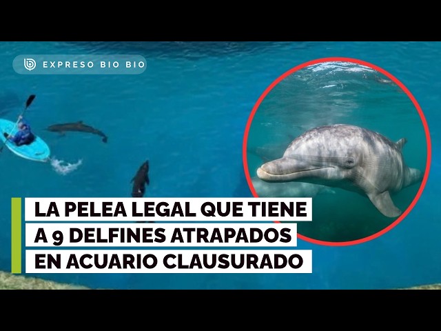 Uncertainty surrounds 9 sick and abandoned dolphins in a closed Cancun water park