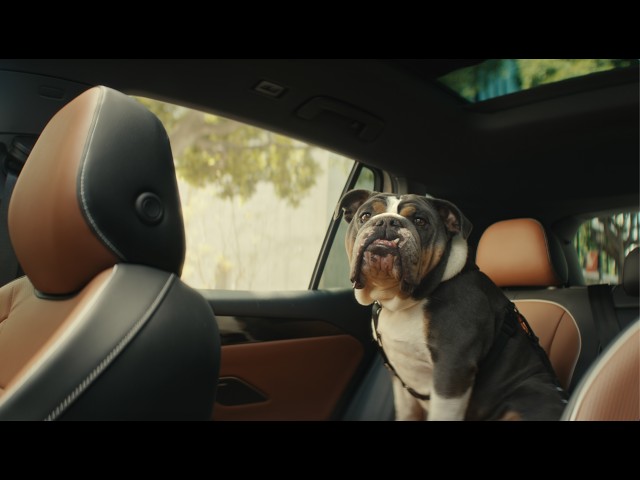 The Volkswagen Tiguan | The Dogs
