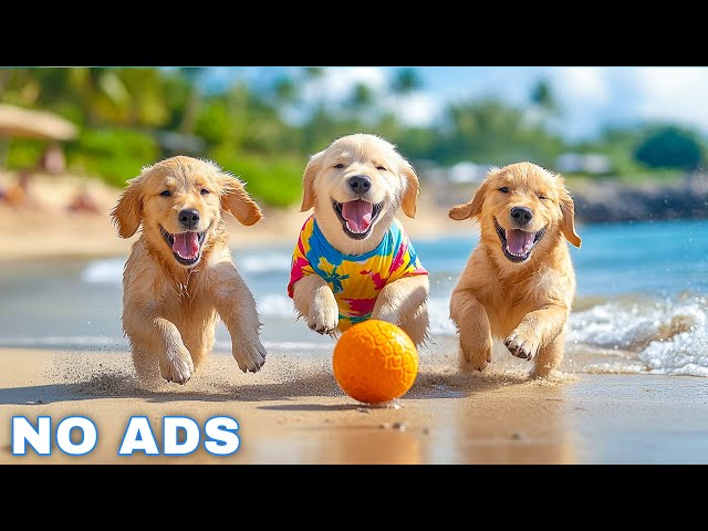 12 Hours Of Deep Sleep Dog Calming Music 🐶 Dog Music Reduce Separation Anxiety In Dogs At Home 🎵💖