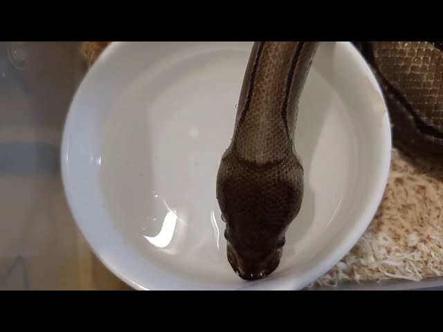 Pinstripe Ball Python DRINKING Water & Blowing Bubbles! 🐍💧 (Rare Footage)