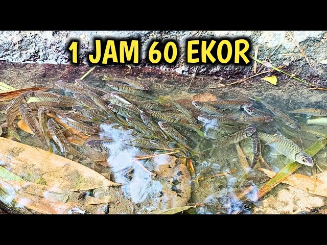 1 JAM 60 EKOR‼️ mancing wader kepek umpan pelet TERGACOR
