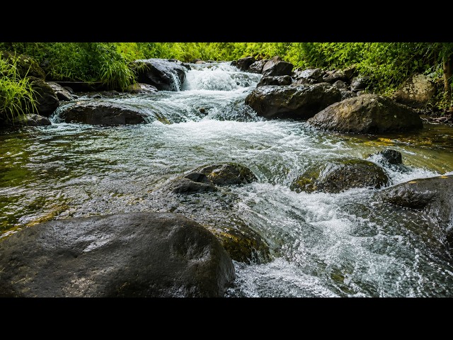 Escape Into Nature with Relaxing Forest River Sounds 🌿 Deep Relaxation
