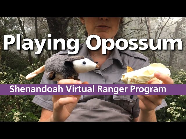 Virtual Ranger Program: Playing Opossum