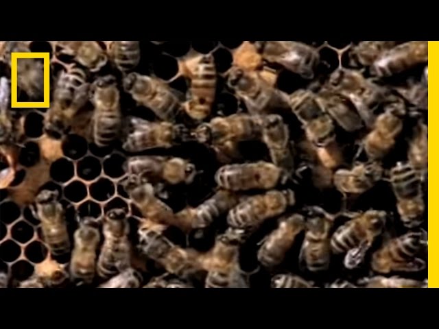 Killer Bees! | National Geographic