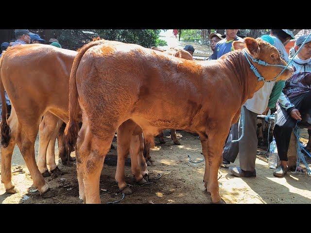 Prices Plummet!! Super Limousin at a Bargain Price!! Tuban Cattle Market