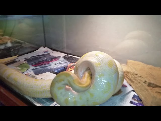 Albino Burmese python eating jumbo rat