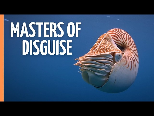 Alien Minds of the Deep: Octopus Secrets | Full Documentary