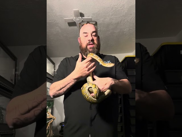 Midas My New Reticulated Python