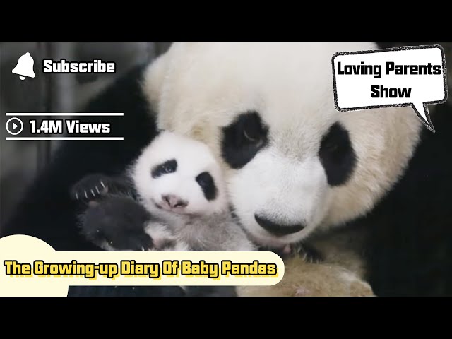 The Growing-up Diary Of Baby Pandas | iPanda