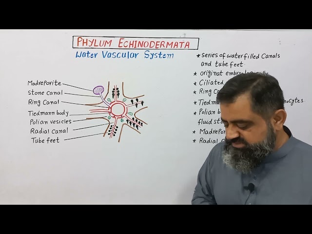 Water Vascular System in Echinodermata English medium @prof.masoodfuzail #echinoderms