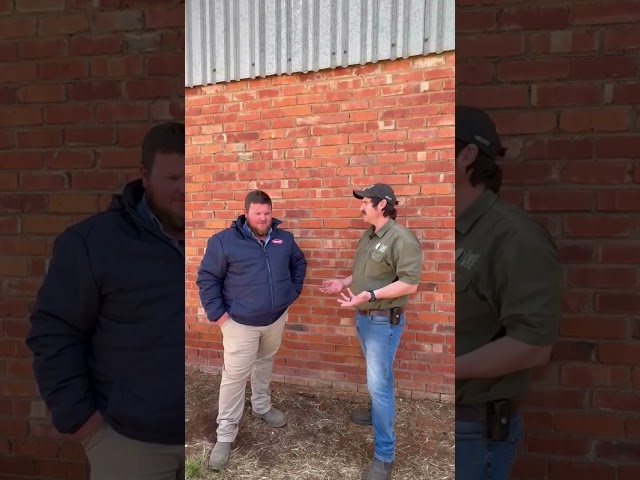 Schyff Beefmasters-veiling