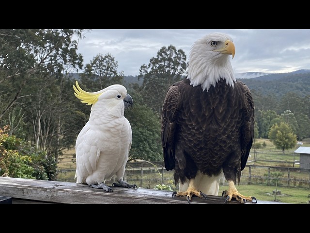 This Talking Parrot Has Absolutely No Fear of the Eagle 😂 Best Parrots and Eagles Video