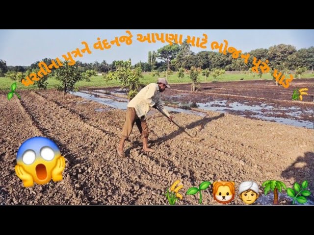 🌾ધરતીના પુત્રને વંદનજે આપણા માટે ભોજન પૂરું પાડે #ખેડૂત #किसान #અન્નદાતા #ગામડું #ગુજરાતનોખેડૂત