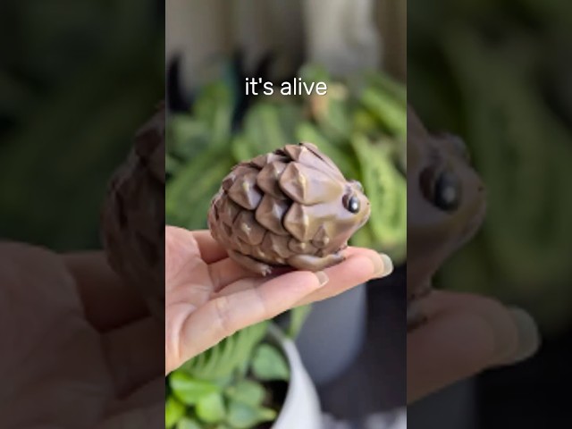Rescue a pinecone today