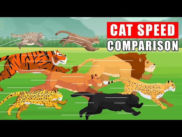 Cat Family Speed Comparison: From Margay to Cheetah