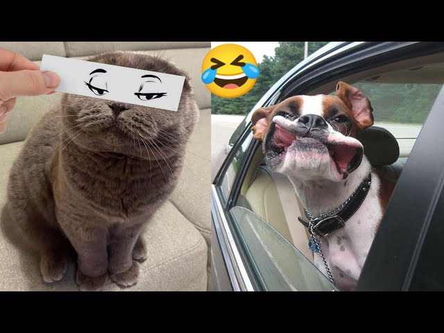 Funny Animal Videos Part 31 || Funny And Cute cat And Dog Videos||@blessedbaritone