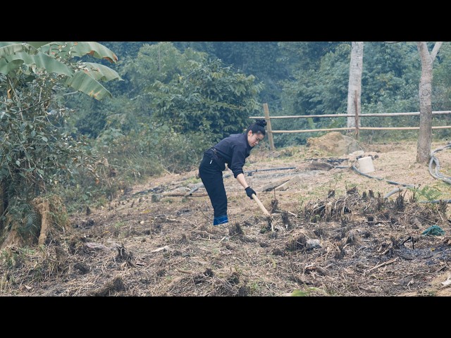 Simple Mountain Life | Turning an Overgrown Garden into a Cornfield