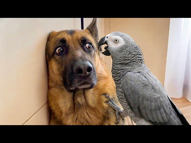 This Dog Didn’t Expect The Parrot To Do THIS 😂🦜 Funniest Parrot Moments EVER 😂