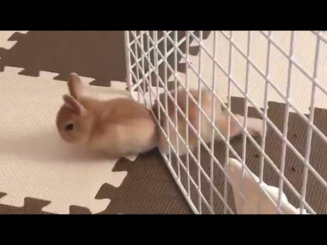 Funny Pet Escape Compilation - Try Not To Laugh