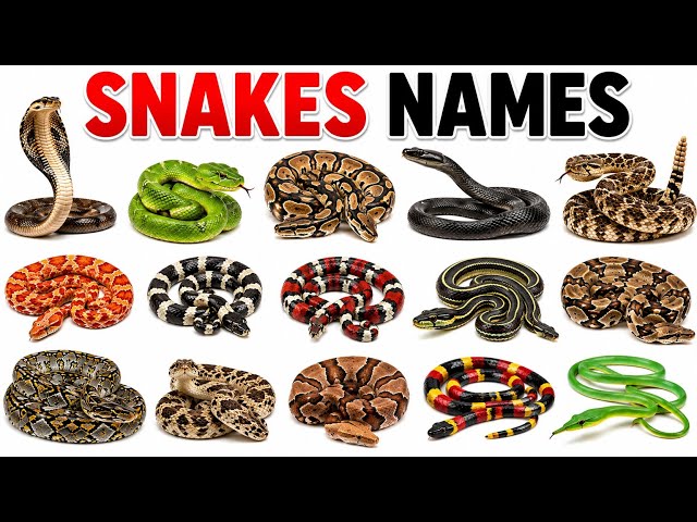 25 Snakes Names for Kids | Fun Snake Facts & Learning | Preschool  & Educational Wildlife Video
