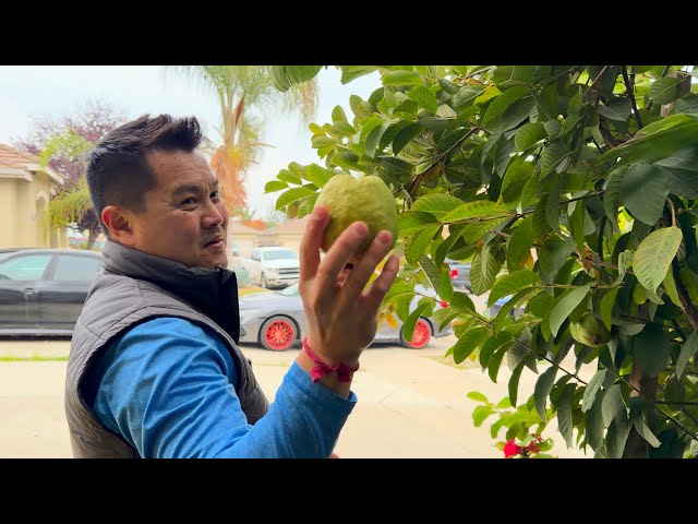 Top 14 Cold Hardy Tropical Fruit Trees to Grow in California's Central Valley