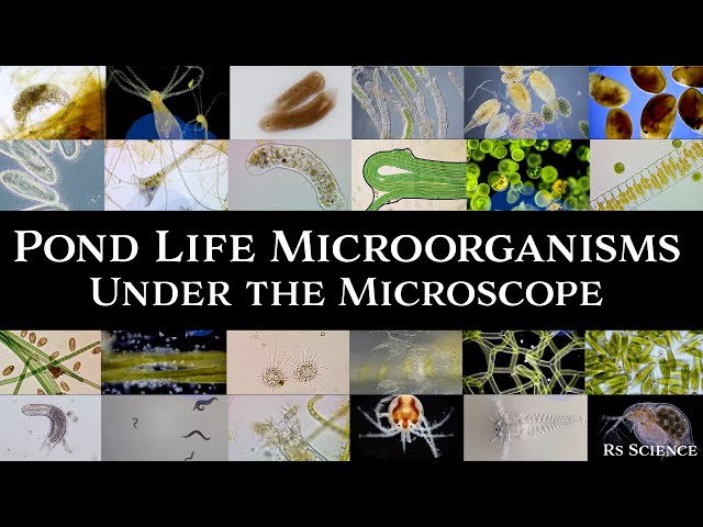 Microscopic Organisms in a Drop of Pond Water - Complete Collection