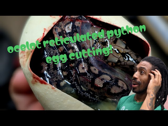 Cutting a clutch of Ocelot retic eggs!
