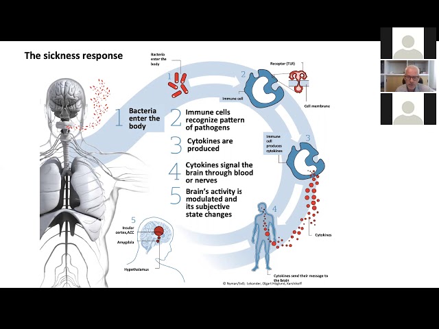 Studying Sickness in Humans: An Experimental Inflammation Model to Understand Feelings and Behaviors