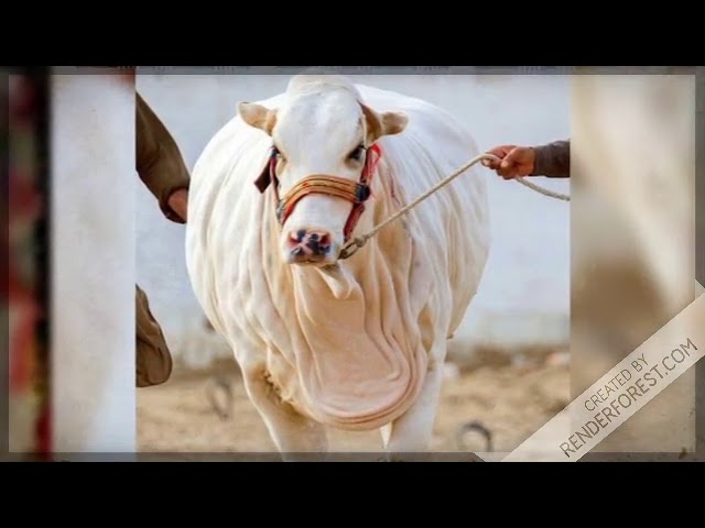 Amazing-beautiful Bigest Cow in The World-Cow Qurbani 2019-Bakra Mandi-CowMand Agriculture Technolog