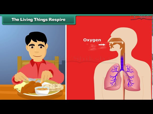 Primary 1 - Living and Non living Things | Basic Science | Nigeria Board.