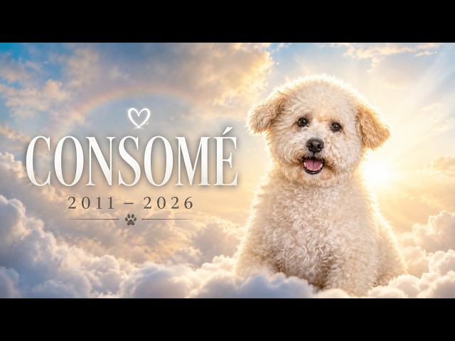 THE MOST PAINFUL GOODBYE OF MY LIFE - Our dog is gone 🪽