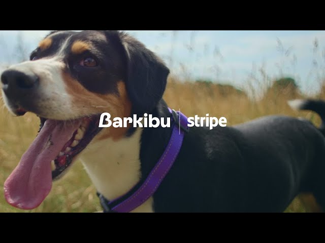 Reinventing reimbursement for pet health insurance