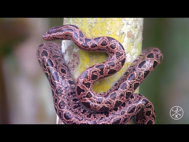 snake colour environment