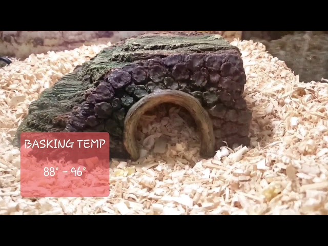 COMPLETE BALL PYTHON CARE (NEW REPTILE)