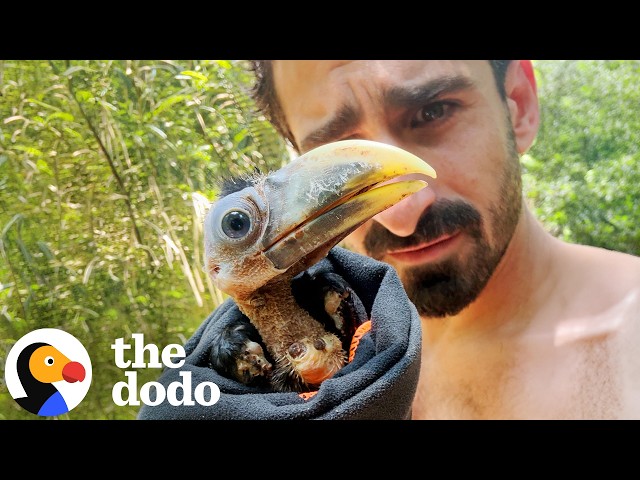 Wildlife Hero Paul Rosolie Saves Naked Baby Toucan | The Dodo