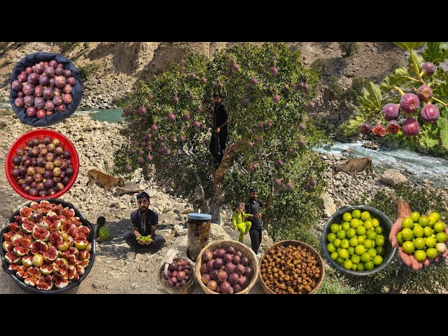 Real Cave Life in Iran’s Zagros Mountains | A Nomadic Man Foraging for Wild Figs